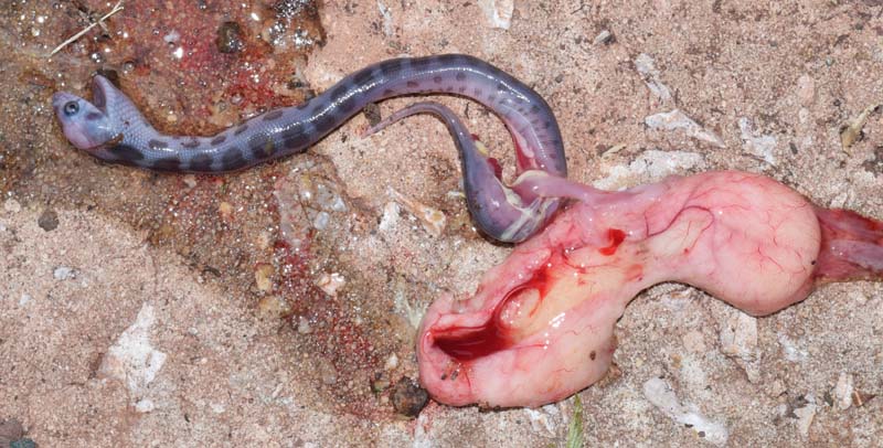Black rat snake embryo